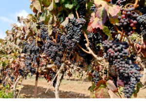 endtime-uvas-maduras